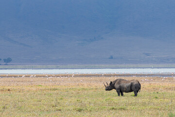 Fototapeta premium Scenic view of Black Rhino (rhinoceros) walking in the savannah. It is a rare threatened species in Ngorongoro Conservation Area in Tanzania, East Africa