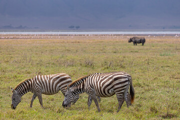 Group of zebra with black rhino in the background in Ngorongoro Conservation Area in Tanzania, East Africa