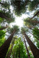 Fototapeta premium Encouraging reforestation for climate resilience.