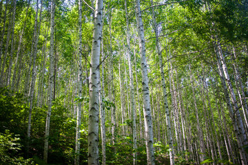 Obraz premium 자작나무숲