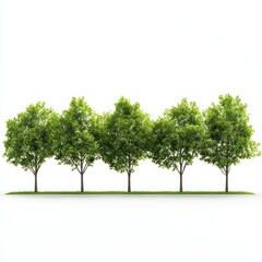 Obraz premium Green Trees Row Nature Spring Summer day isolated on transparent background