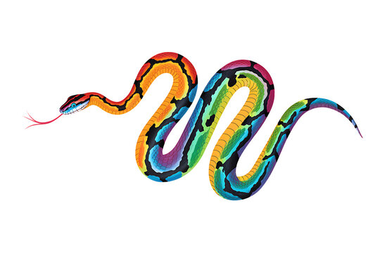 Rainbow Boa PNG Epic rates cercaria PNG - Isolated on White Background