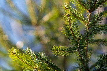 Sunlit Pine Branches