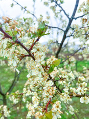 Branches of cherry blossoms in the garden. Spring in the middle zone