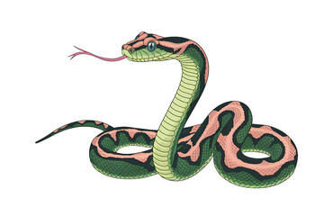 Fototapeta premium Rainbow Boa PNG Epic rates cercaria PNG - Isolated on White Background