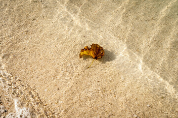 砂浜に打ち上げられた葉っぱ