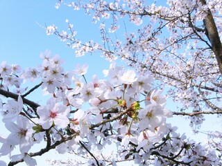 満開の桜と青空　日本の春