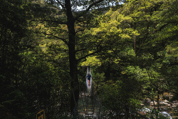 Bridge over a river in the forest, in Tararua Forest Park New Zealand