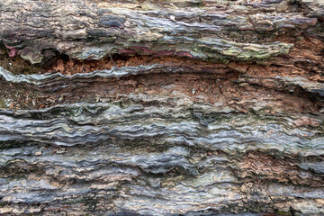 Close Up of Aged Wooden Log with Natural Grain Texture
