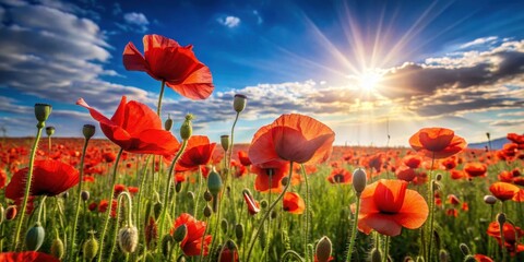 Fototapeta premium Vast fields of vibrant red poppies stretching towards the warm rays of a sunny day, with delicate petals swaying gently in the breeze , sunny day, blooming flowers