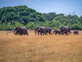 Fototapeta premium Happy herd of elephants (Loxodonta africana) on their way to the waterhole.