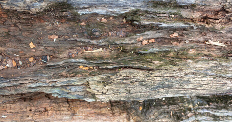 Close Up of Aged Wooden Log with Natural Grain Texture