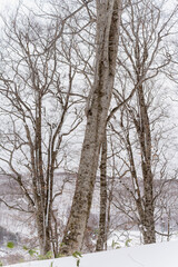 北限のブナ　黒松内　歌才ブナ林