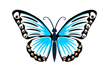 butterfly isolated on white