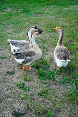 A close-up of three grey domestic geese against a background of green grass in a farm yard. High quality photo