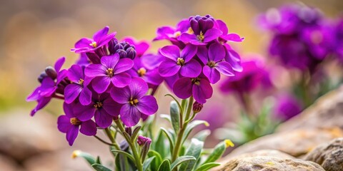 Intense, delicate purple alpine wallflower in full bloom against a neutral or earthy background, showcasing its intricate details and vibrant colors, texture, purple
