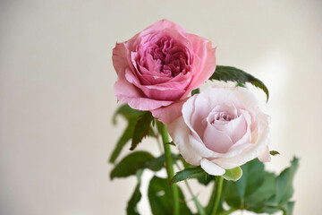 ピンクと紫のばら