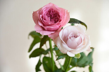 紫とピンクのばら