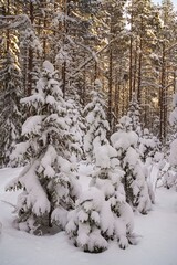 Thick snow clings to pine branches, capturing the beauty of a cold, tranquil winter day.