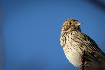 A corn bunting (Emberiza calandra) perched on a twig, with the sky as a backdrop.