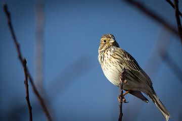 A corn bunting (Emberiza calandra) perched on a twig, with the sky as a backdrop.