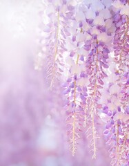 Obraz premium 藤の花