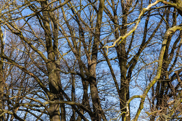 Spring park with cobblestone path by the river and trees without leaves. Spring landscape. Poland