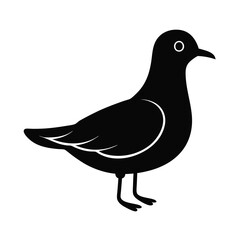 a ivory gull bird  vector illustration