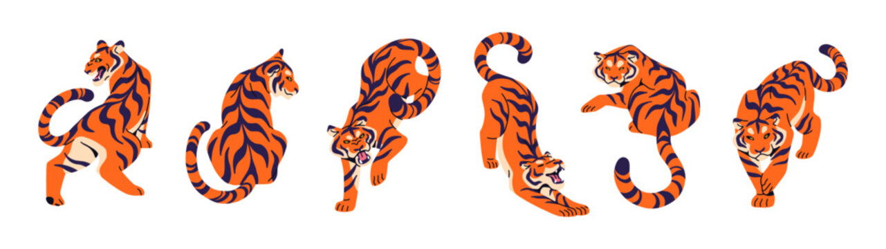 Set of Bengal or Amur tiger in different poses. Striped big cat of jungle, wild animal of rainforest. Tigris is angry, stretches, roars, bares teeth. Flat isolated vector illustrations on white
