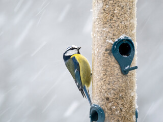 Blaumeise (Cyanistes caeruleu)