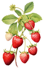 PNG Strawberry Vine branch strawberry fruit illustration.