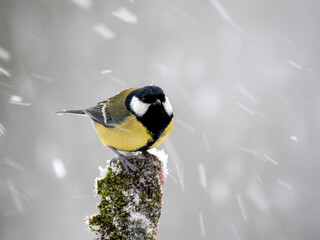   Kohlmeise (Parus major)