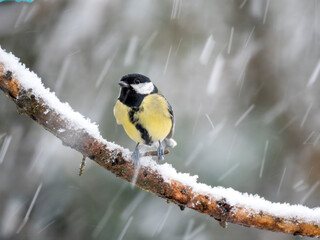   Kohlmeise (Parus major)