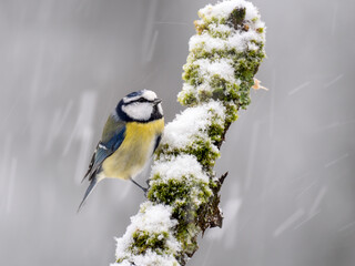 Blaumeise (Cyanistes caeruleu)