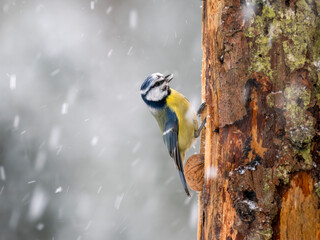 Blaumeise (Cyanistes caeruleu)