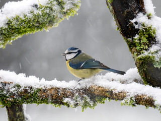 Blaumeise (Cyanistes caeruleu)