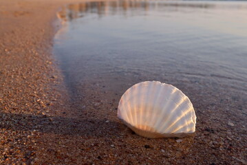 Sandbeach with shell, summer background.