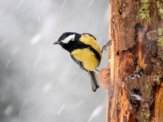   Kohlmeise (Parus major)