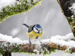 Blaumeise (Cyanistes caeruleu)