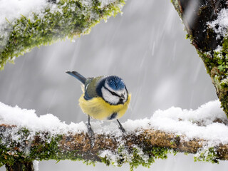 Blaumeise (Cyanistes caeruleu)