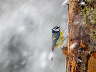 Blaumeise (Cyanistes caeruleu)