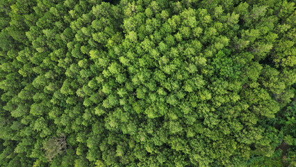 Aerial drone view of a dense tropical pine forest with a canopy of lush green leaves. The aerial...