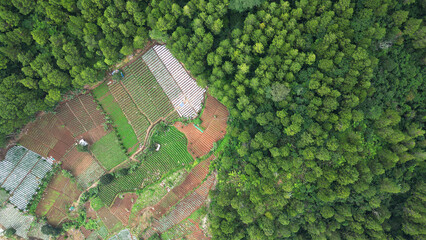 The harmonious blend of fertile farmland and dense tropical pine forests is rich in biodiversity....