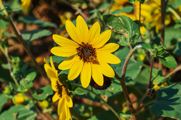 A detailed close-up of a beautiful ornamental sunflower on August 15, 2023