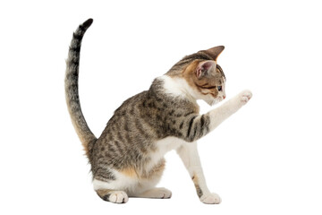 Domestic cat scratching isolated on transparent background