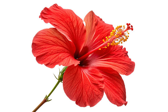 Fototapeta Beautiful red hibiscu isolated on transparent background