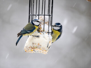 Blaumeise (Cyanistes caeruleu)