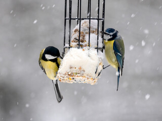 Blaumeise (Cyanistes caeruleu)       Kohlmeise (Parus major)