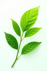 Obraz premium Green branch with isolated leaf on white background, nature, green leaf