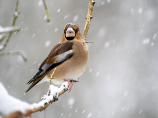 Kernbeißer (Coccothraustes coccothraustes)